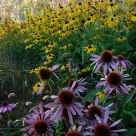 Echinacea 